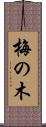 梅の木 Scroll