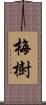 梅樹 Scroll