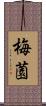 梅薗 Scroll