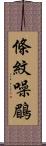 條紋噪鶥 Scroll