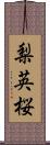 梨英桜 Scroll