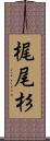 梶尾杉 Scroll