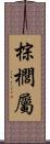 棕櫚屬 Scroll