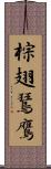 棕翅鵟鷹 Scroll