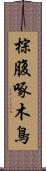 棕腹啄木鳥 Scroll