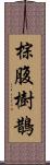 棕腹樹鵲 Scroll