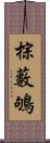 棕藪鴝 Scroll