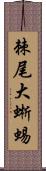 棘尾大蜥蜴 Scroll