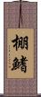 棚鰭 Scroll