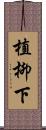 植柳下 Scroll