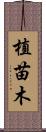 植苗木 Scroll
