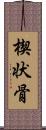 楔状骨 Scroll