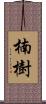 楠樹 Scroll