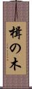 楫の木 Scroll