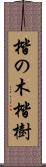 楷の木 Scroll