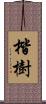 楷樹 Scroll