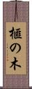 榧の木 Scroll