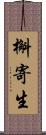 槲寄生 Scroll