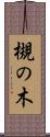 槻の木 Scroll