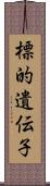 標的遺伝子 Scroll