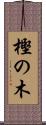 樫の木 Scroll