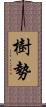 樹勢 Scroll