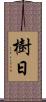 樹日 Scroll
