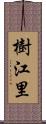 樹江里 Scroll