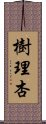 樹理杏 Scroll