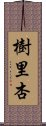 樹里杏 Scroll