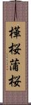 樺桜 Scroll