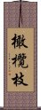 橄欖枝 Scroll