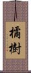 橘樹 Scroll