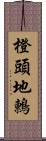 橙頭地鶇 Scroll