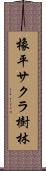 橡平サクラ樹林 Scroll