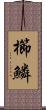 櫛鱗 Scroll