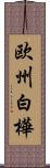 欧州白樺 Scroll