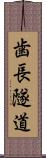 歯長隧道 Scroll