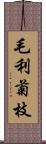 毛利菊枝 Scroll