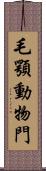 毛顎動物門 Scroll