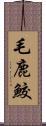 毛鹿鮫 Scroll