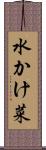 水かけ菜 Scroll