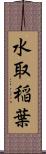 水取稲葉 Scroll