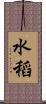 水稻 Scroll