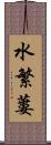水繁蔞 Scroll