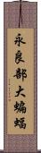 永良部大蝙蝠 Scroll