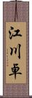 江川卓 Scroll