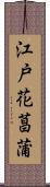 江戸花菖蒲 Scroll