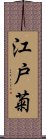 江戸菊 Scroll