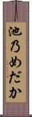 池乃めだか Scroll
